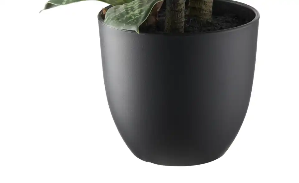 Sansevieria getopft, Detailansicht