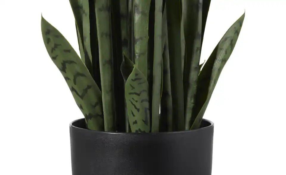 Sansevieria getopft, Detailansicht
