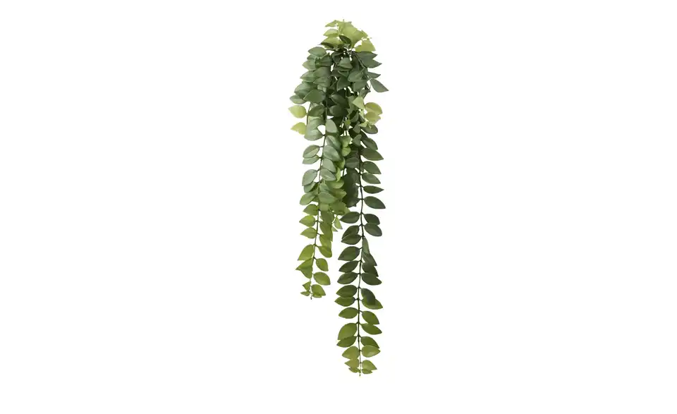 Columnea Ranke, Perspektive