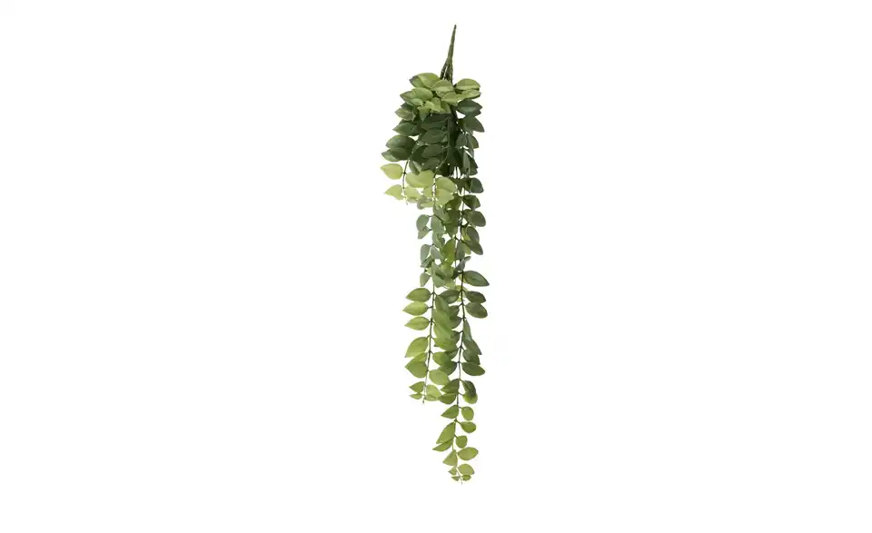 Columnea Ranke, Frontansicht