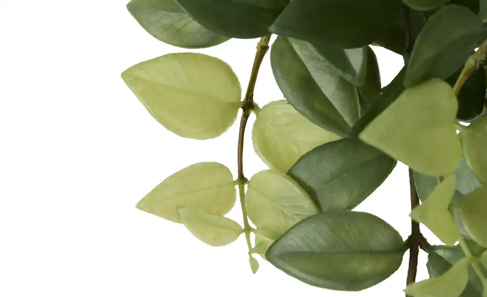 Columnea Ranke, Detailansicht