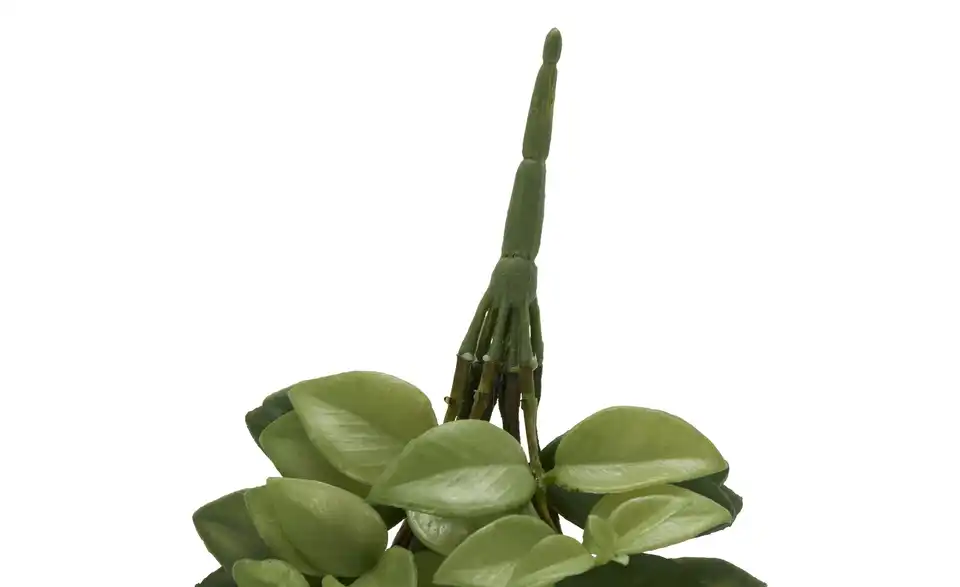 Columnea Ranke, Detailansicht