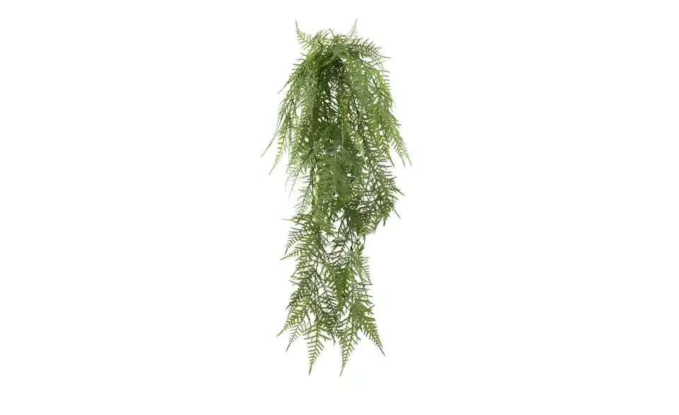 Asparagus Hänger, Perspektive