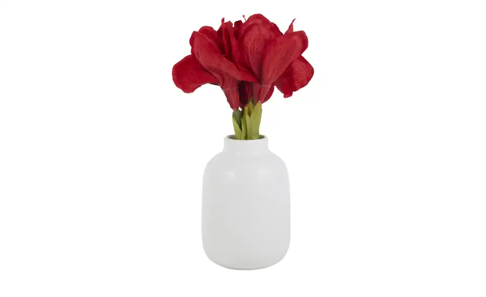 Amaryllis, Perspektive