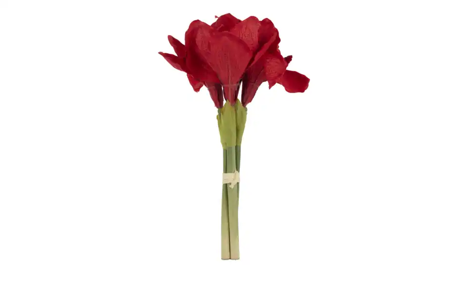Amaryllis, Perspektive