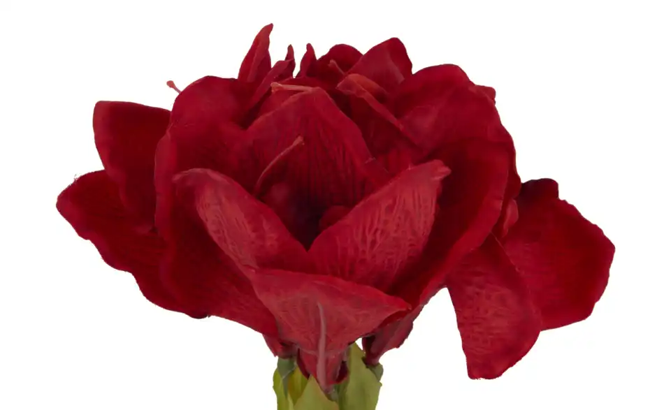 Amaryllis, Detailansicht