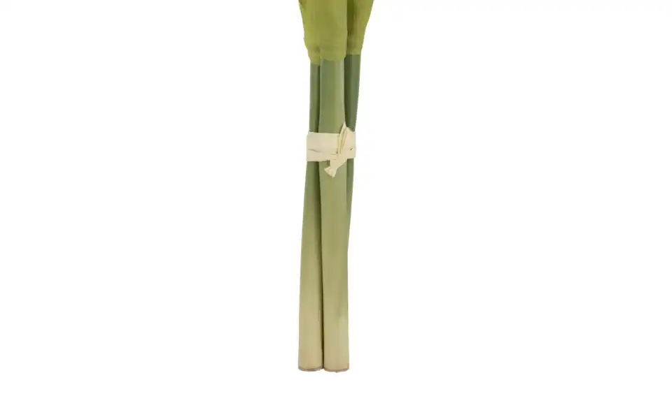 Amaryllis, Detailansicht