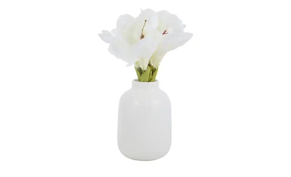 Amaryllis, Perspektive