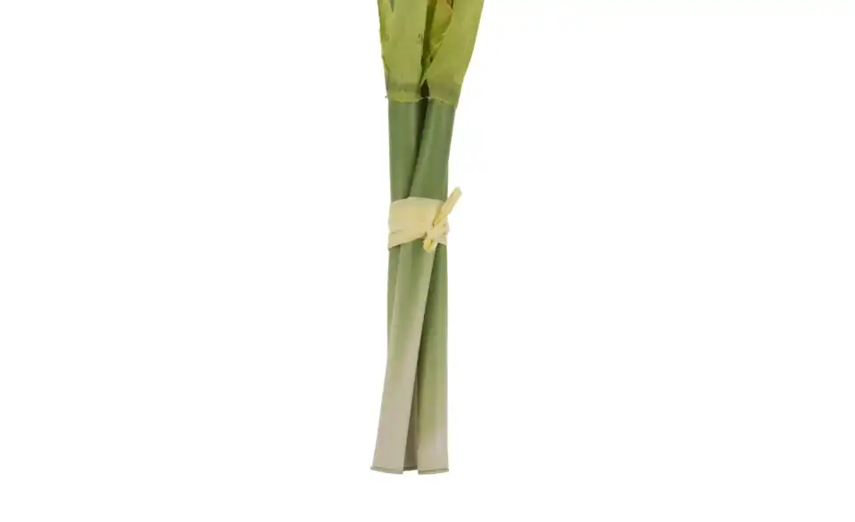 Amaryllis, Detailansicht