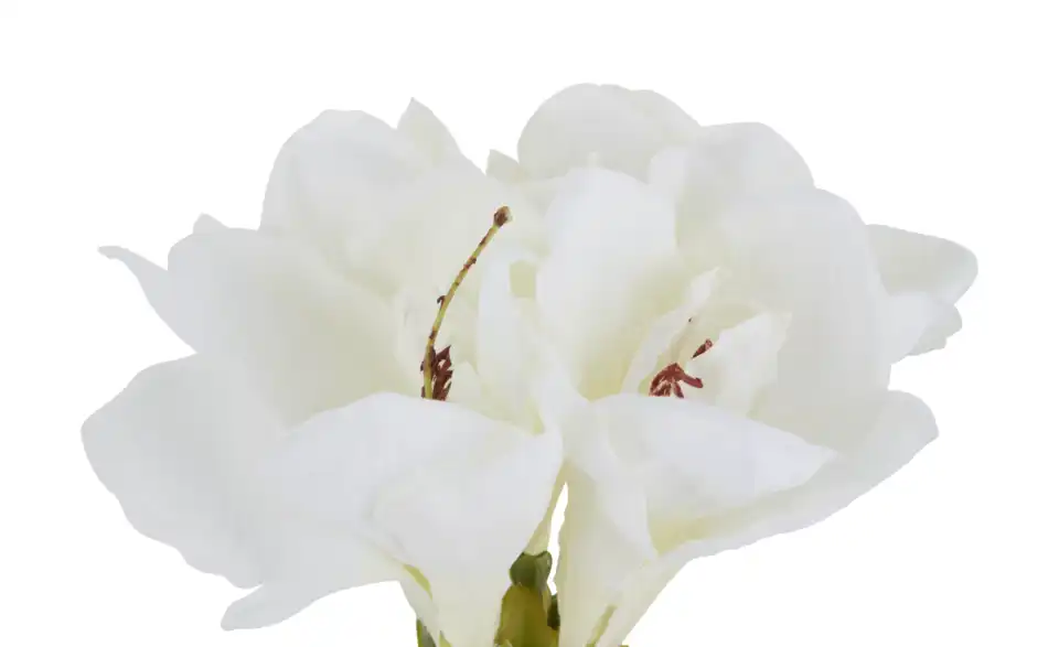 Amaryllis, Detailansicht