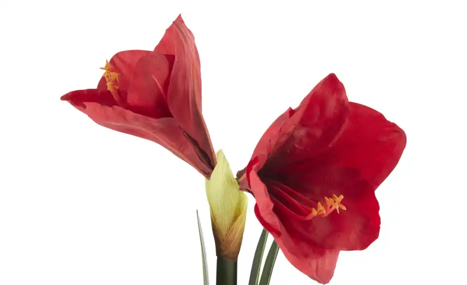 Amaryllis getopft, Detailansicht