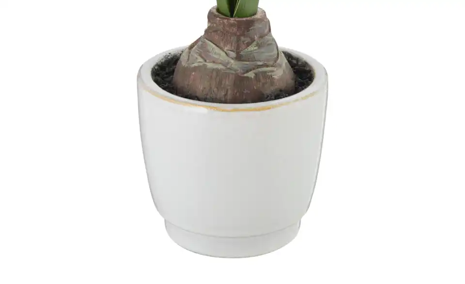 Amaryllis getopft, Detailansicht