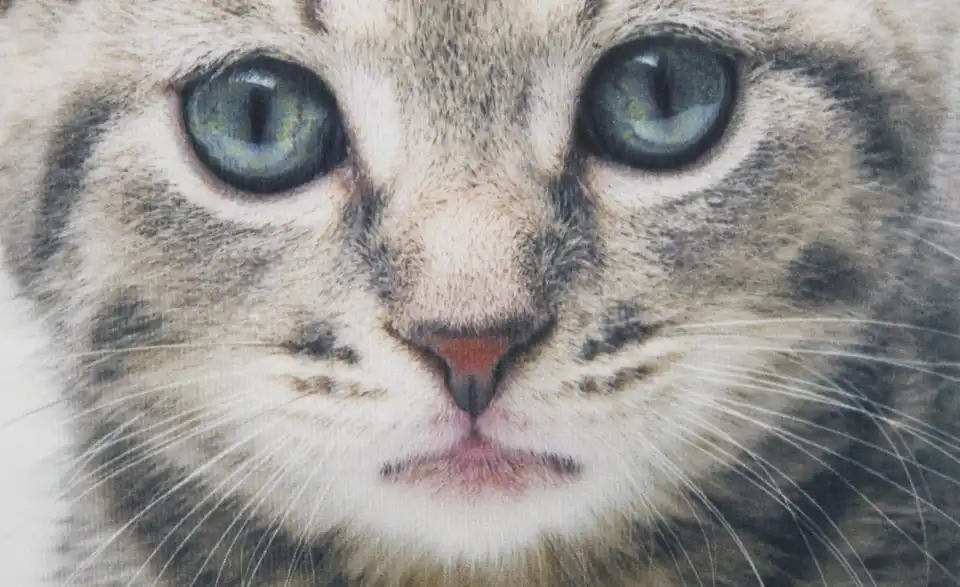 como Kissen Kätzchen, Detailansicht