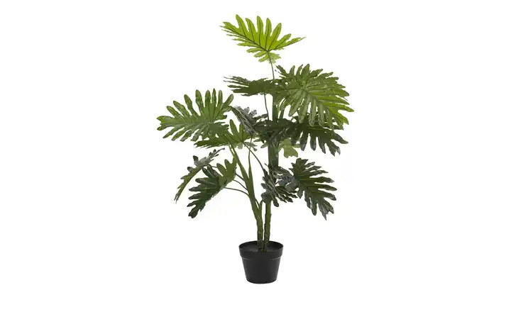  Palme getopft  