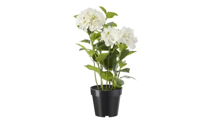  Hortensie getopft  
