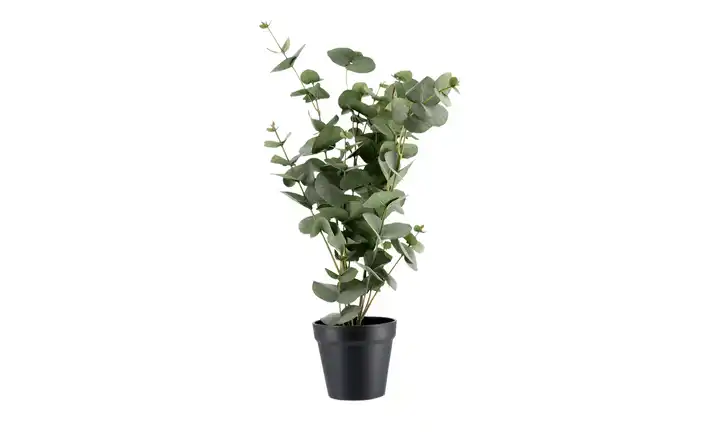  Eukalyptus getopft 