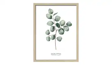 Gerahmtes Bild Scandic Different Eucalyptus Branches II