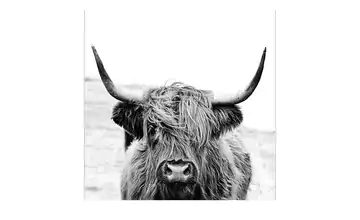  Glasbild 30x30 cm  Scott.Highland Cattle ll