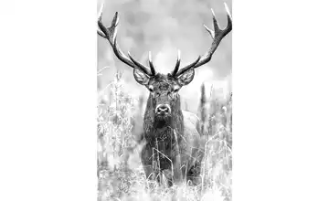 Kunstleinwand 60x80 cm "Grey Deer Head II"