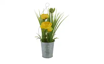  Ranunkel im Zinktopf  