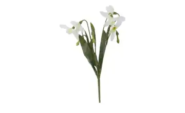 Schneeglöckchen