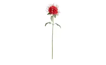 Kunstblume Monarda  