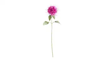 Kunstblume Monarda  