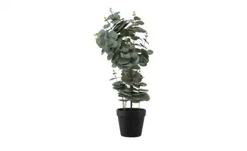  Eukalyptus getopft  