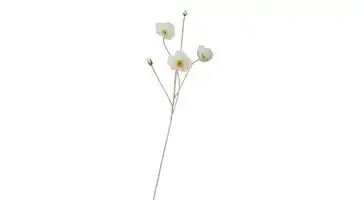 Klatschmohn