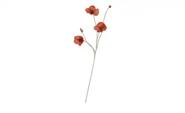 Klatschmohn  