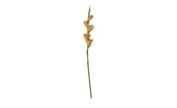 Kunstblume  Gladiole  