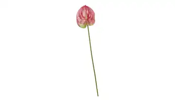 Kunstblume Anthurium Rosa, Grün