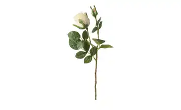 Rose Aprikose