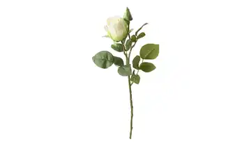 Rose Creme