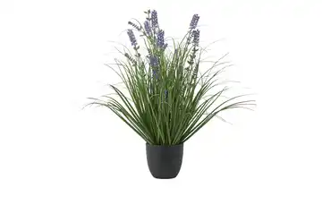 Lavendel getopft