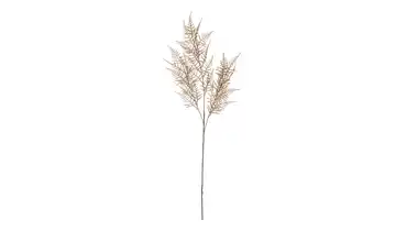  Spagelkraut  