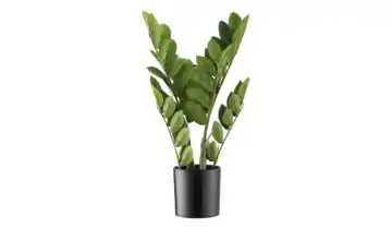 Zamifolia getopft