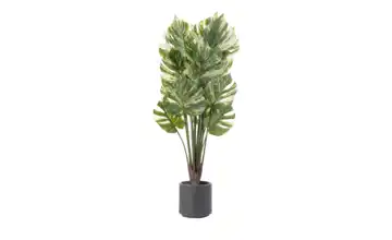 Philodendron getopft