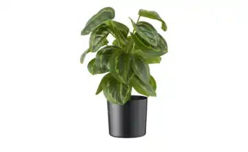 Maranta getopft