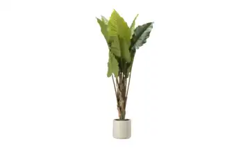 Taro getopft