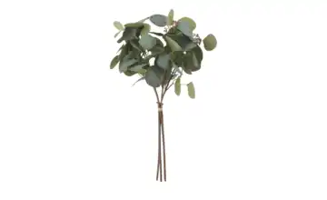 Eukalyptusbund