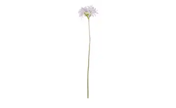 Spinnenlilie Dunkellila