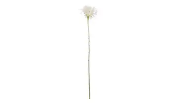 Spinnenlilie Braun, Creme
