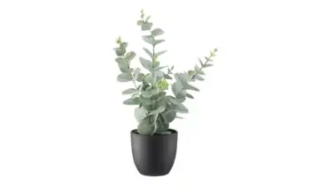 Eukalyptus getopft