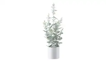 Eukalyptus getopft