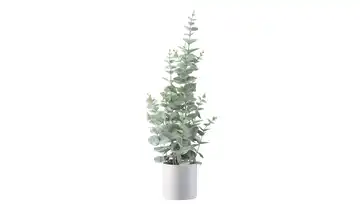 Eukalyptus getopft