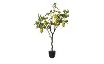 Zitronenbaum getopft