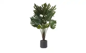 Philodendron getopft