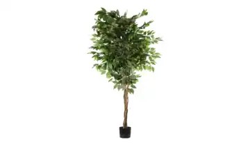 Ficus Benjamini getopft