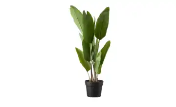 Strelitzia getopft
